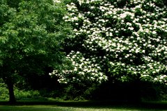 photo 0066